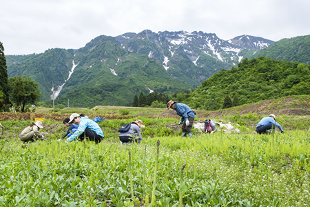 アスパラ祭り イメージ